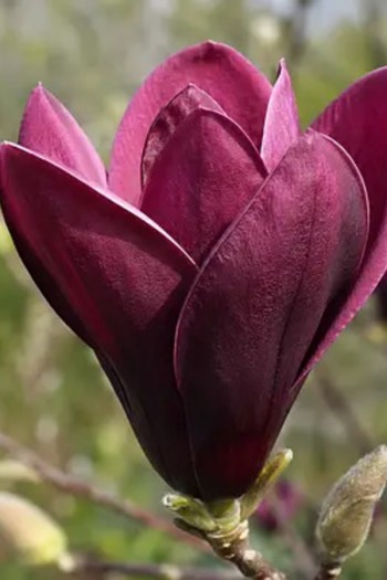 Магнолія лілієквіткова Нігра | Магнолия лилиецветная Нигра | Magnolia liliiflora Nigra